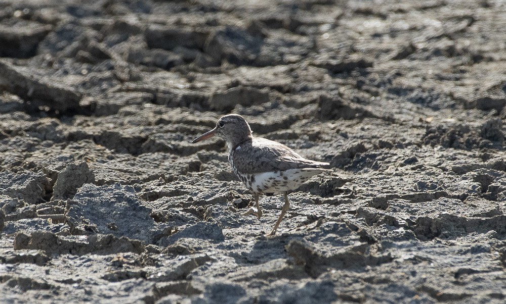 Piro piro macchiato - ML642189193