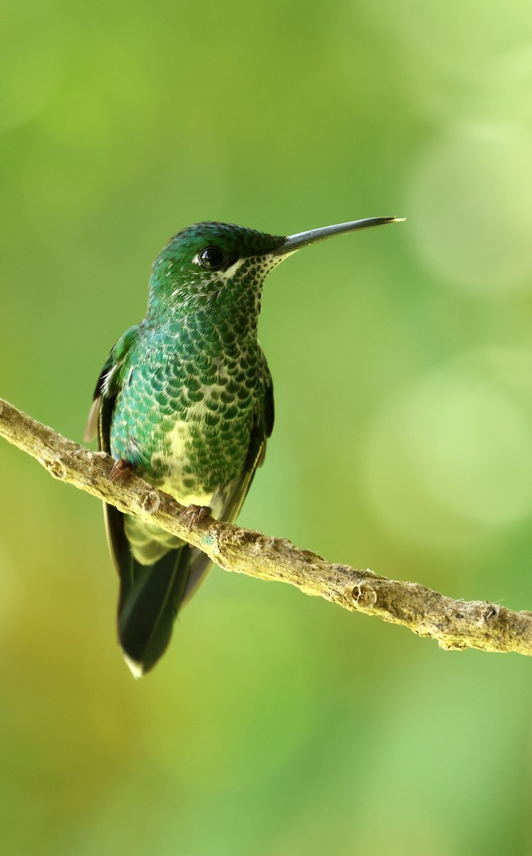 Green-crowned Brilliant - ML642189217