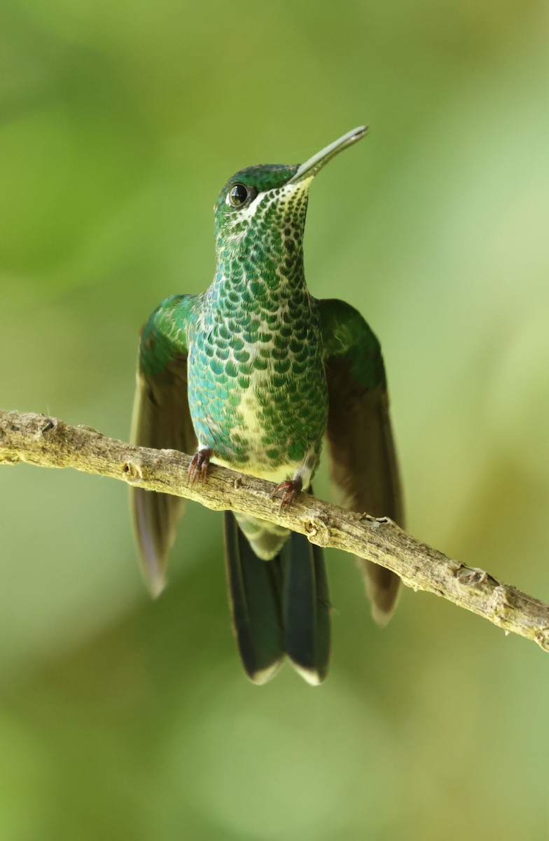 Green-crowned Brilliant - ML642189219