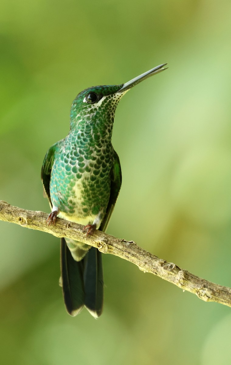 Green-crowned Brilliant - ML642189220