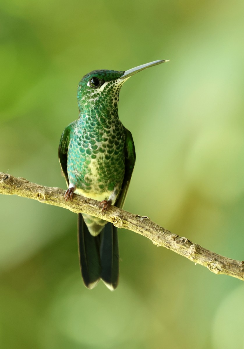 Green-crowned Brilliant - ML642189221