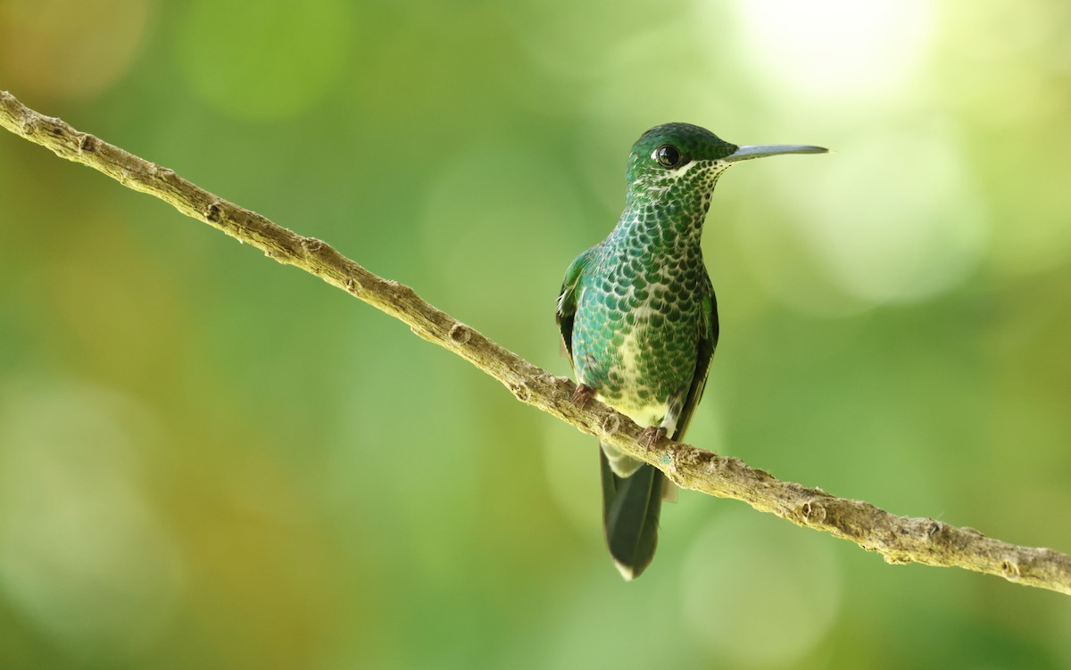 Green-crowned Brilliant - ML642189227