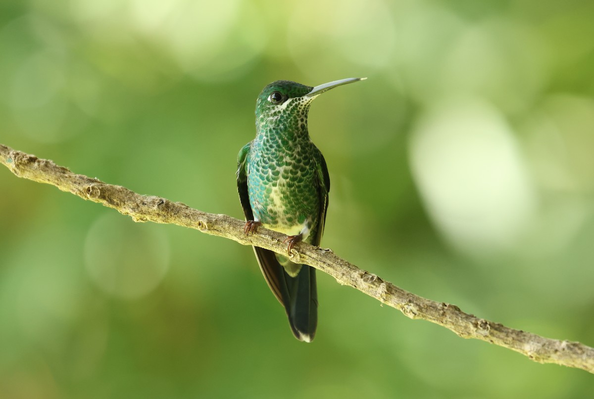 Green-crowned Brilliant - ML642189230