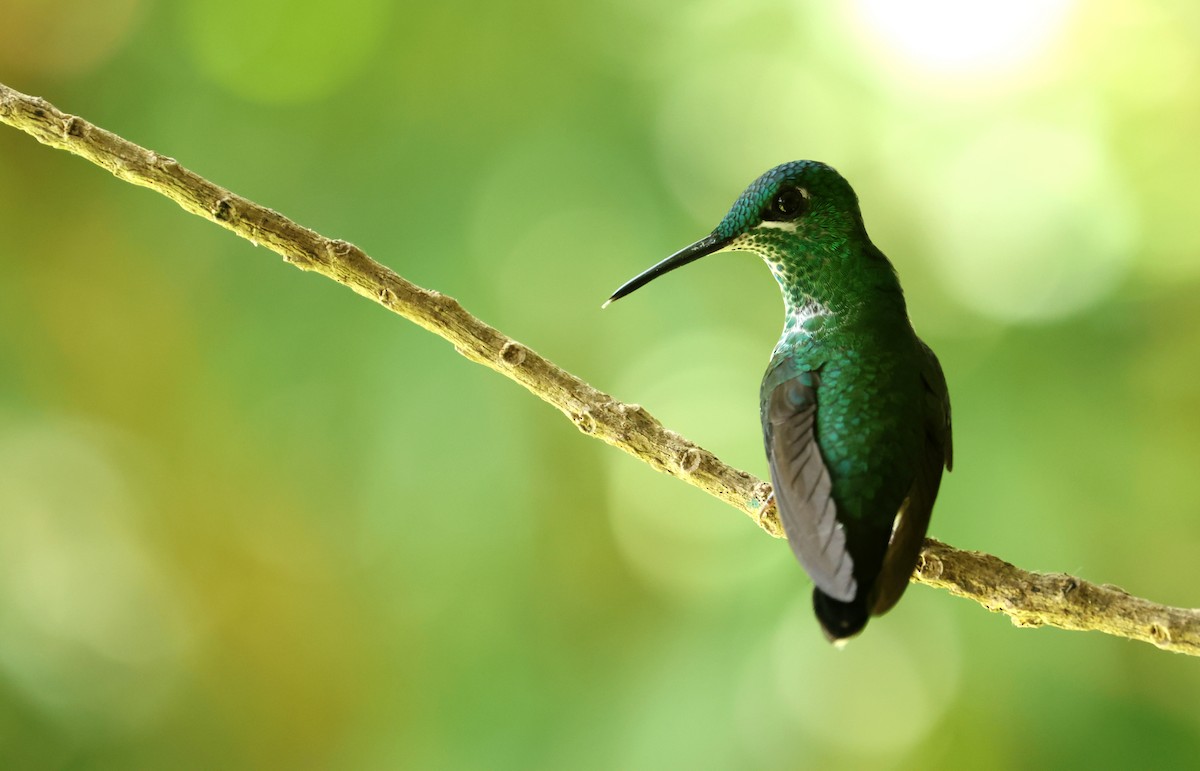 Green-crowned Brilliant - ML642189233