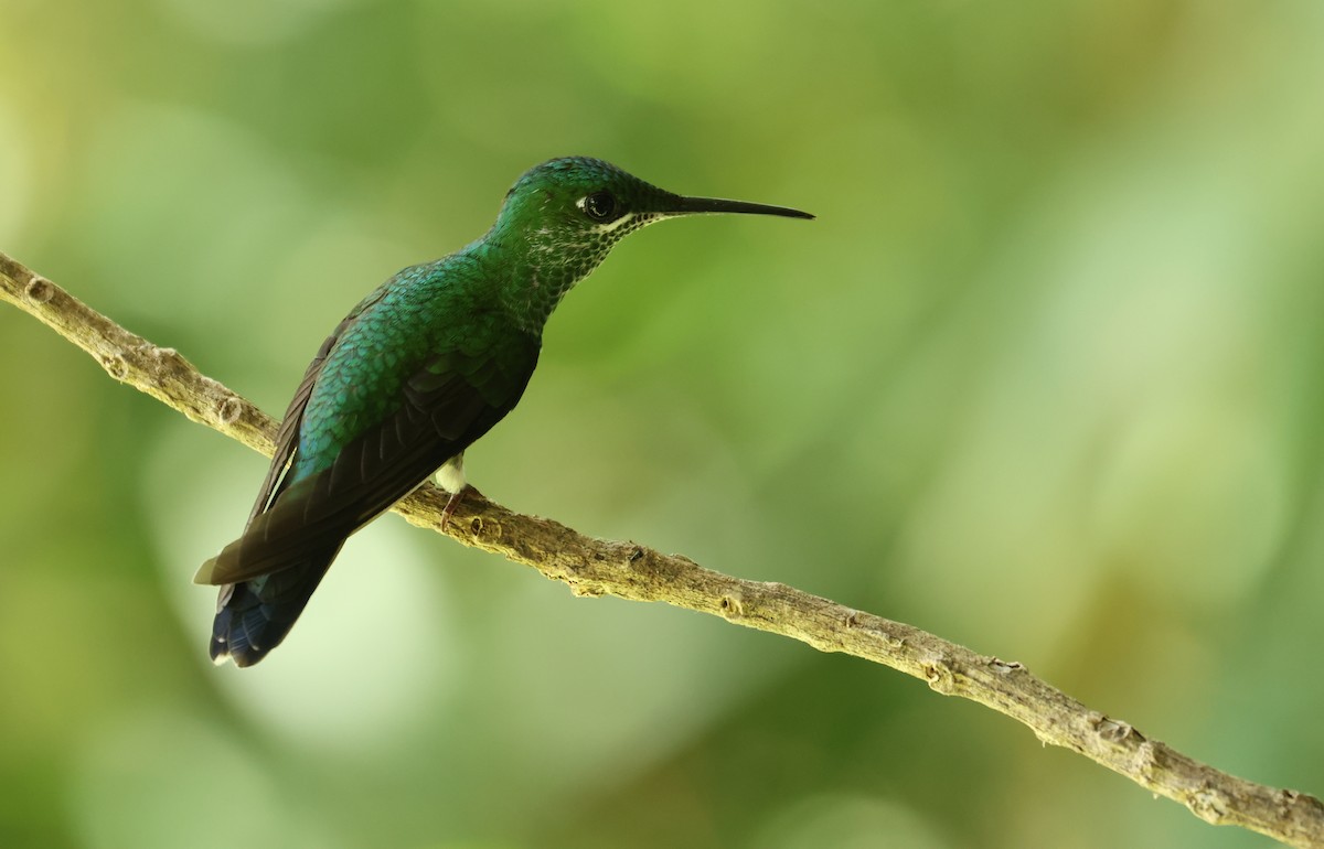 Green-crowned Brilliant - ML642189234