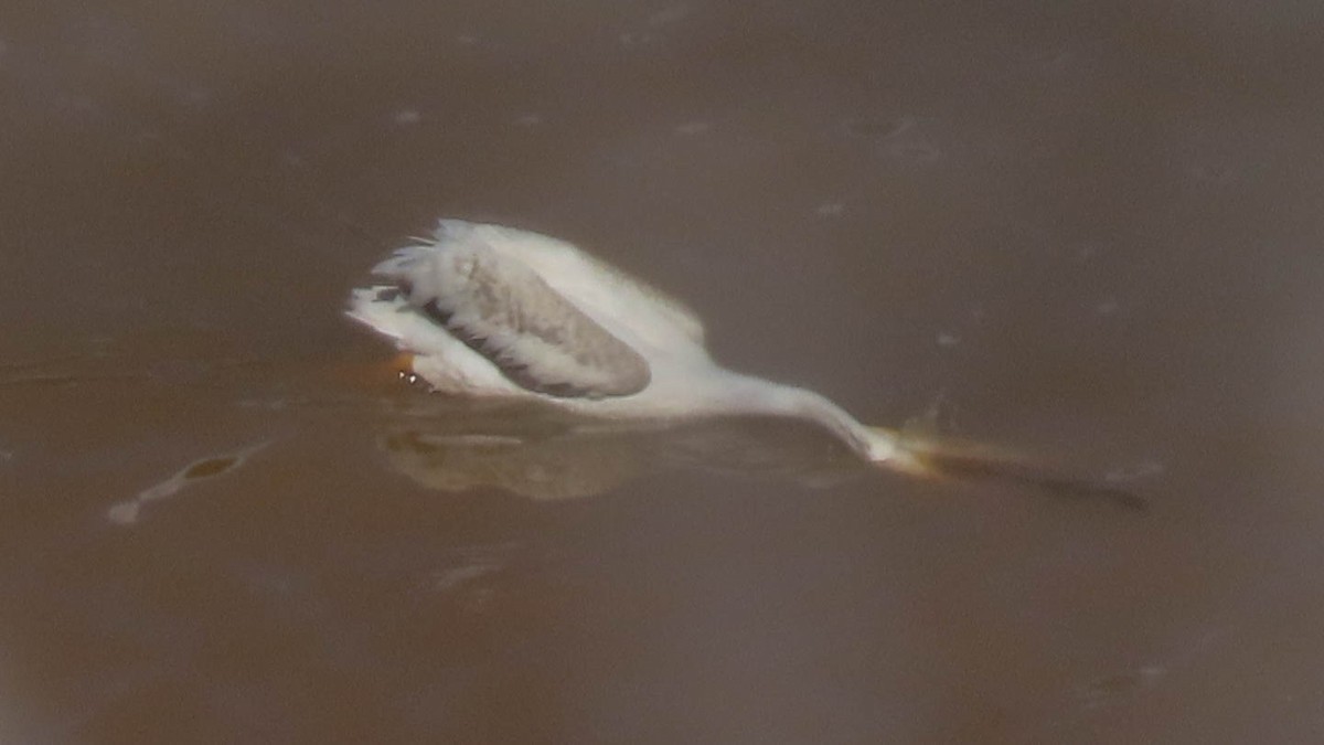 American White Pelican - ML642189247