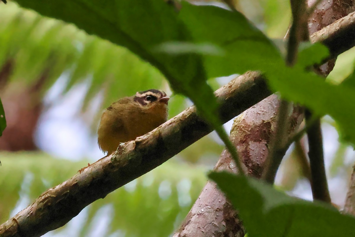 Three-striped Warbler (daedalus) - ML642189256