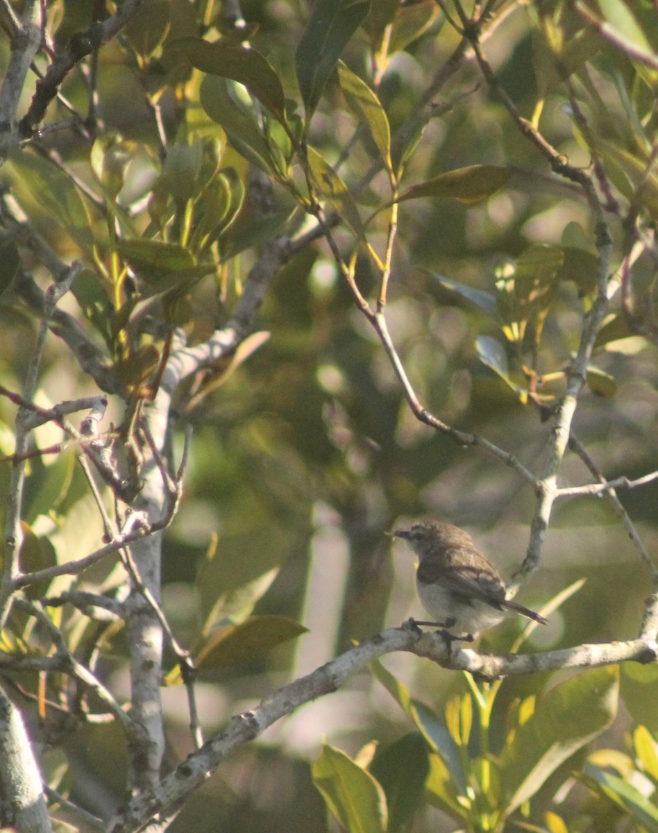 Mangrove Gerygone - ML642189260