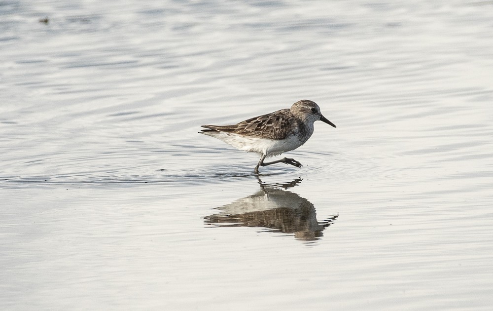 Semipalmated Sandpiper - ML642189261