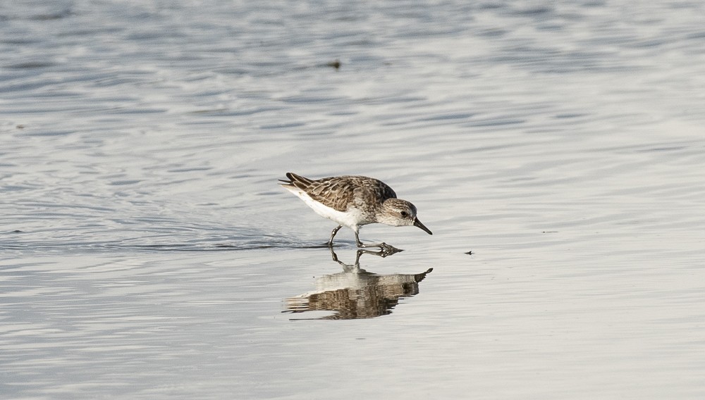Semipalmated Sandpiper - ML642189263