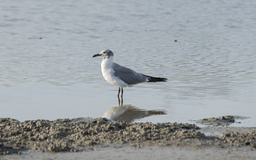 Gabbiano sghignazzante - ML642189273