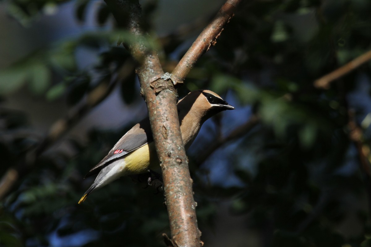 ヒメレンジャク - ML642189285