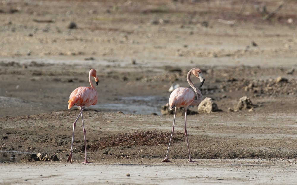 Fenicottero caraibico - ML642189290