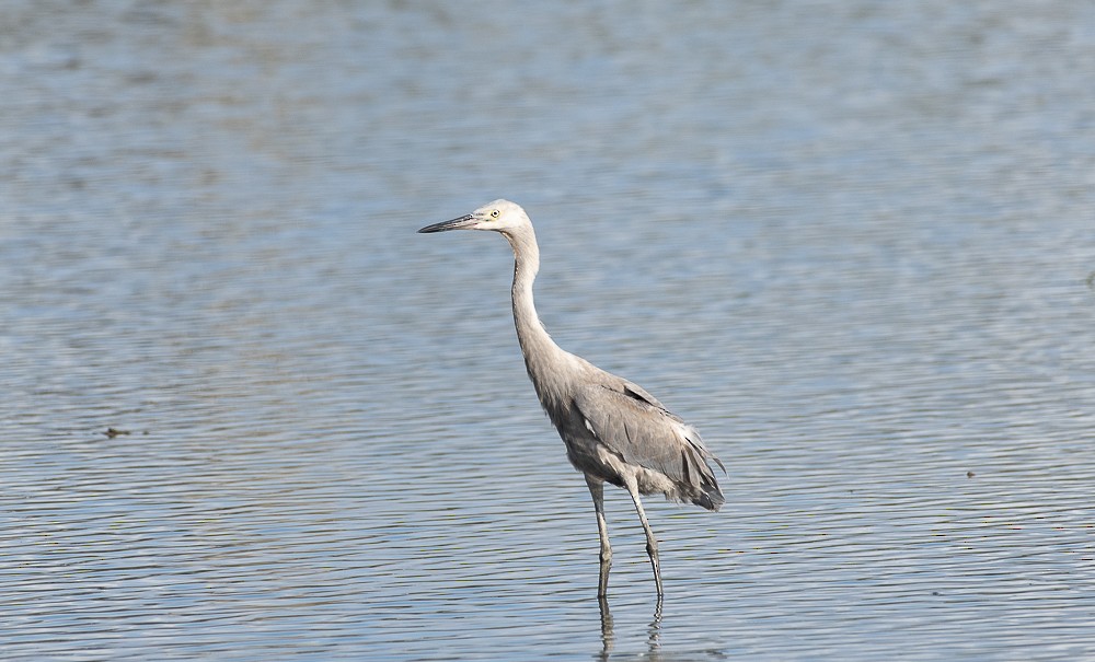 Reddish Egret - ML642189312