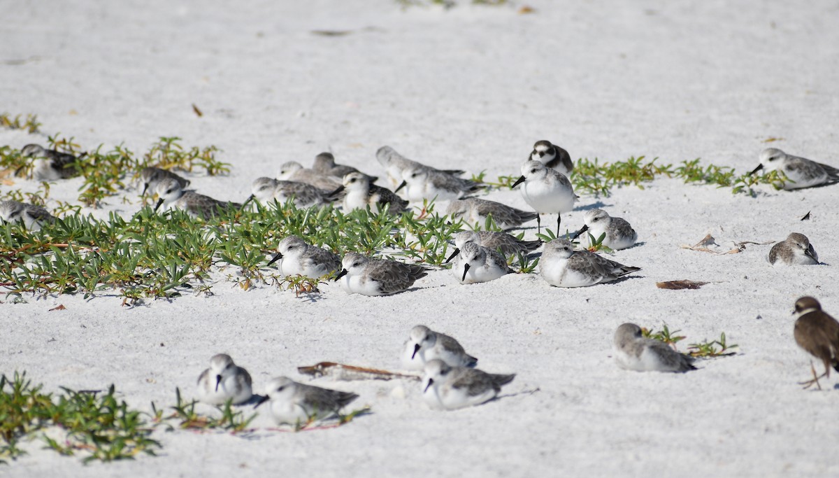 Sanderling - ML642189321