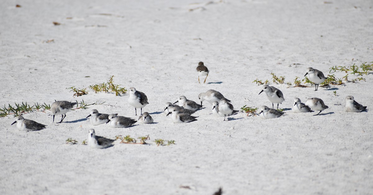 Sanderling - ML642189325