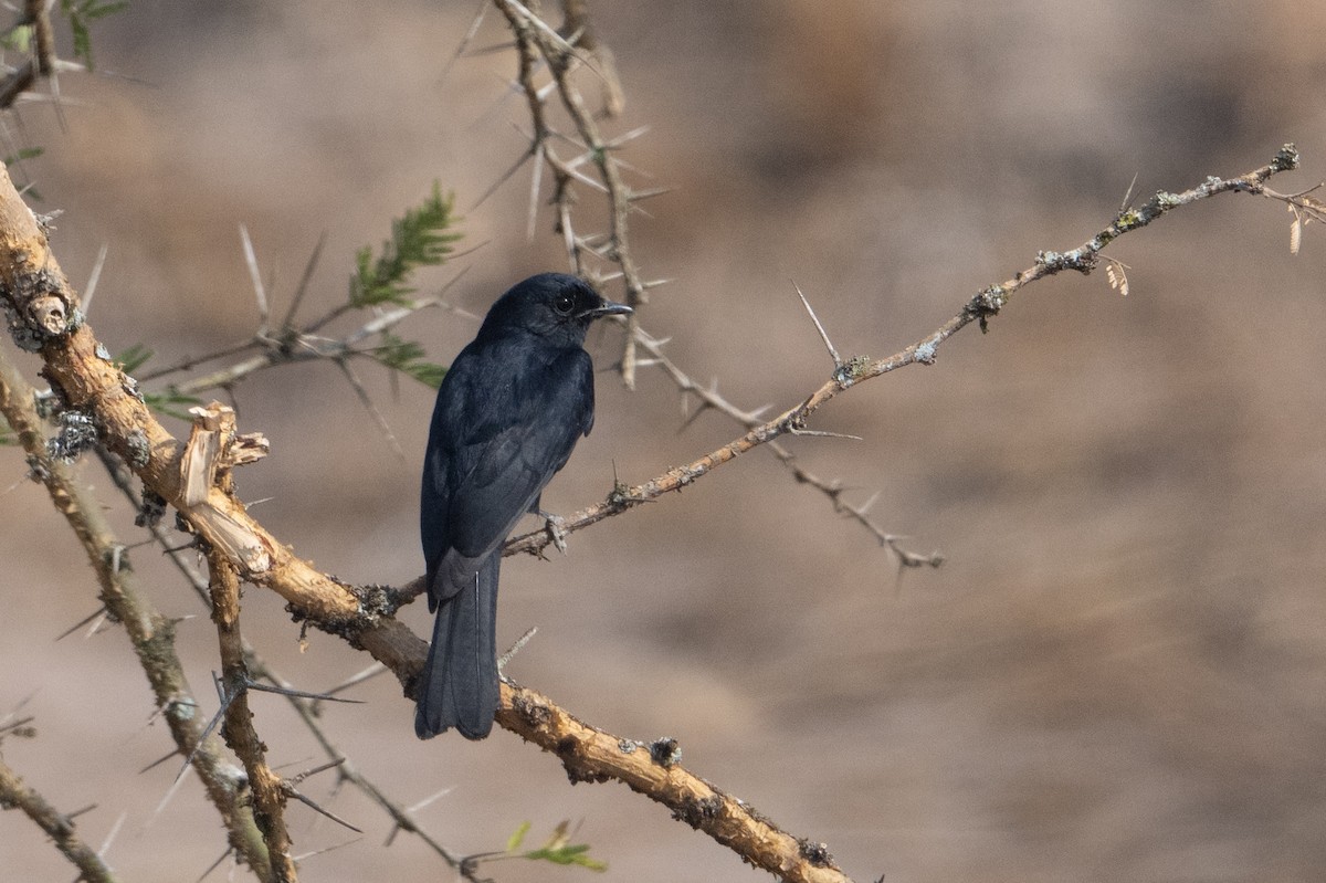 Southern Black-Flycatcher - ML642189329