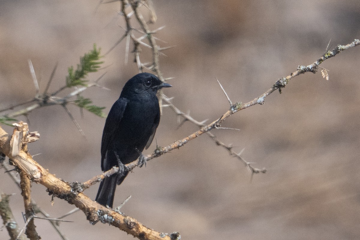 Southern Black-Flycatcher - ML642189333