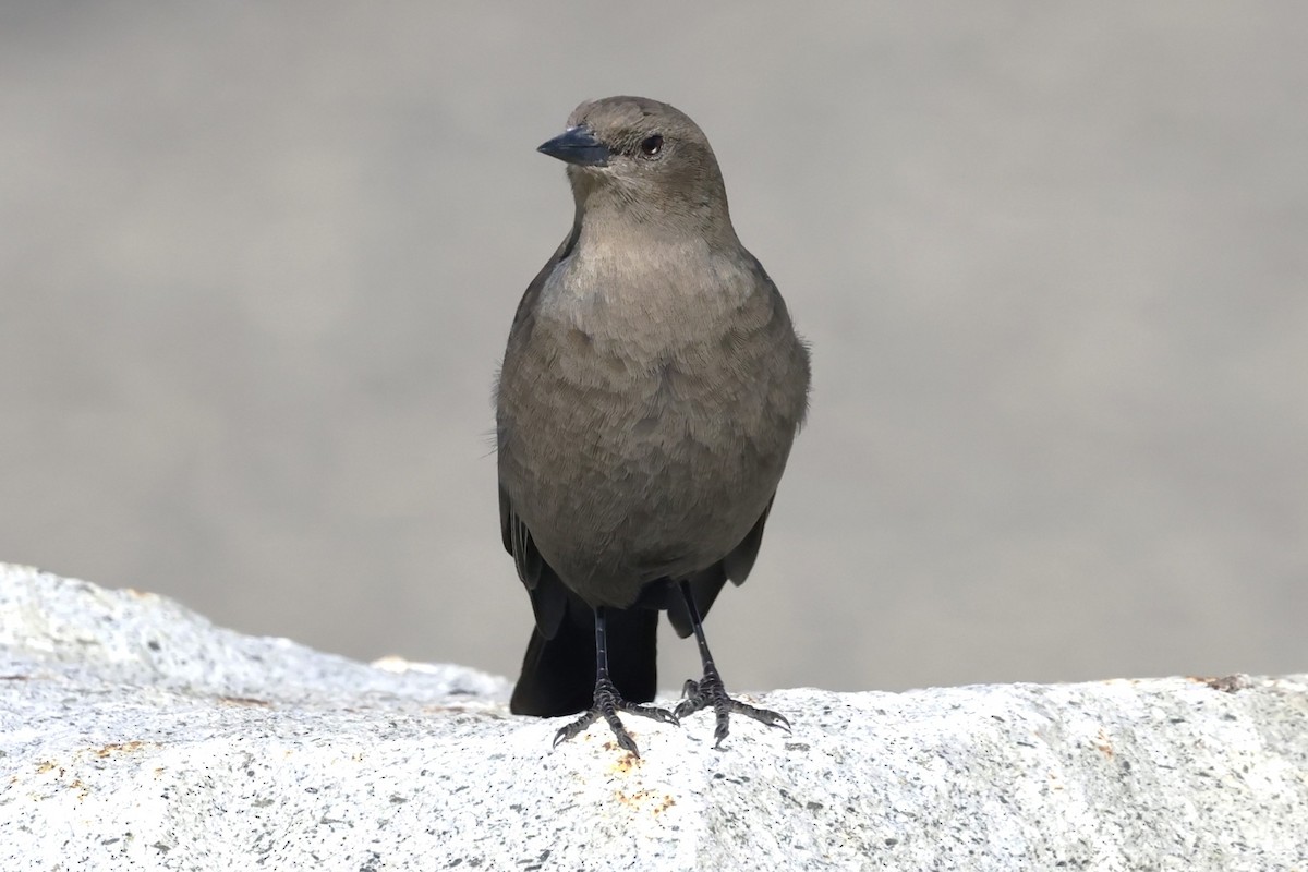 Brewer's Blackbird - ML642189337
