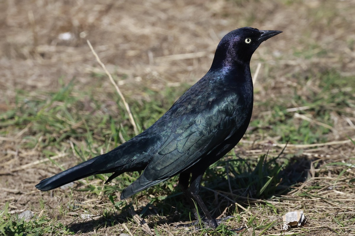 Brewer's Blackbird - ML642189338