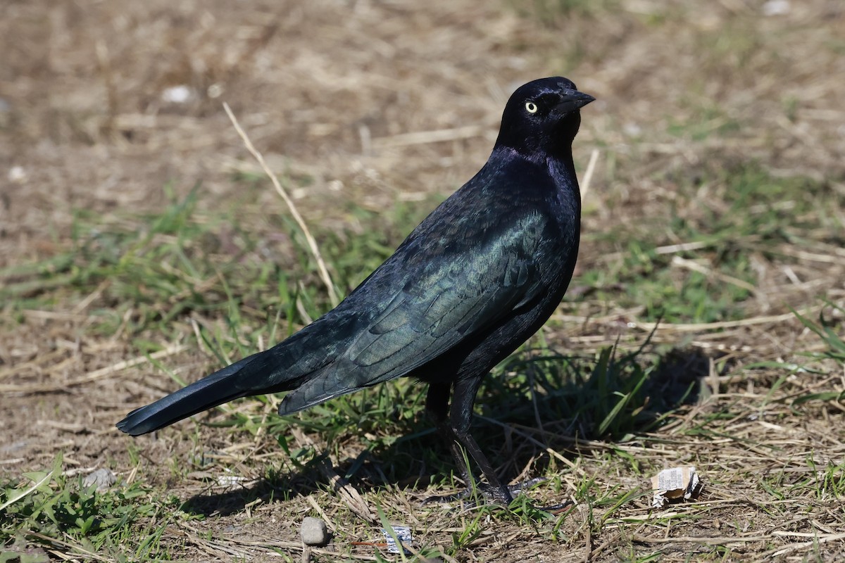 Brewer's Blackbird - ML642189339