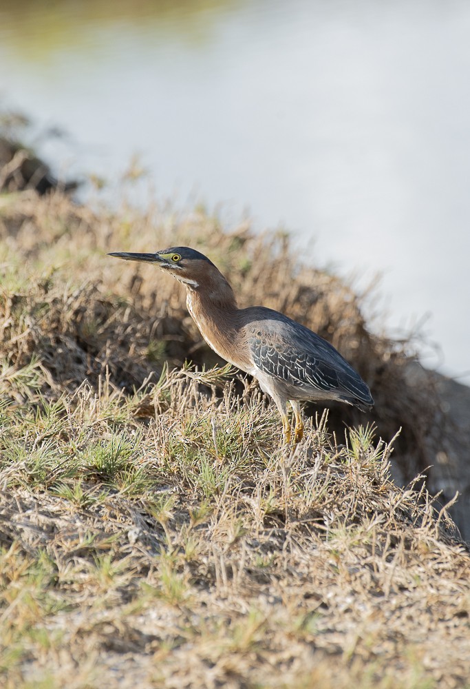 Airone verde - ML642189346