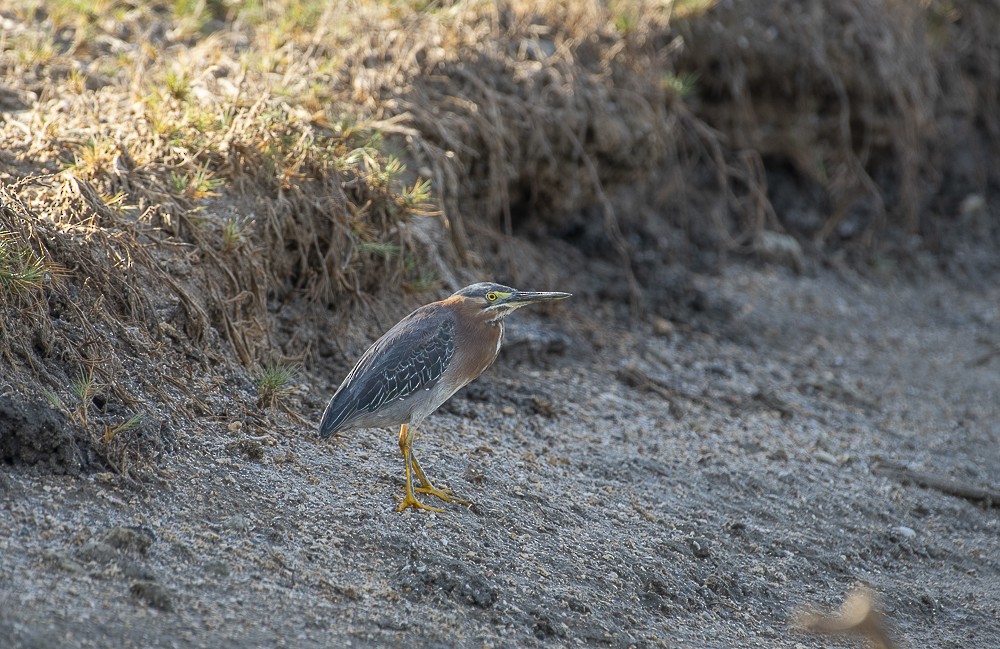 Airone verde - ML642189347