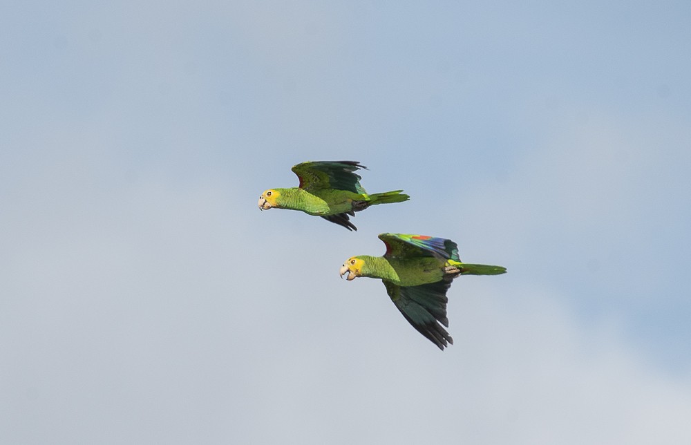 キボウシインコ - ML642189353