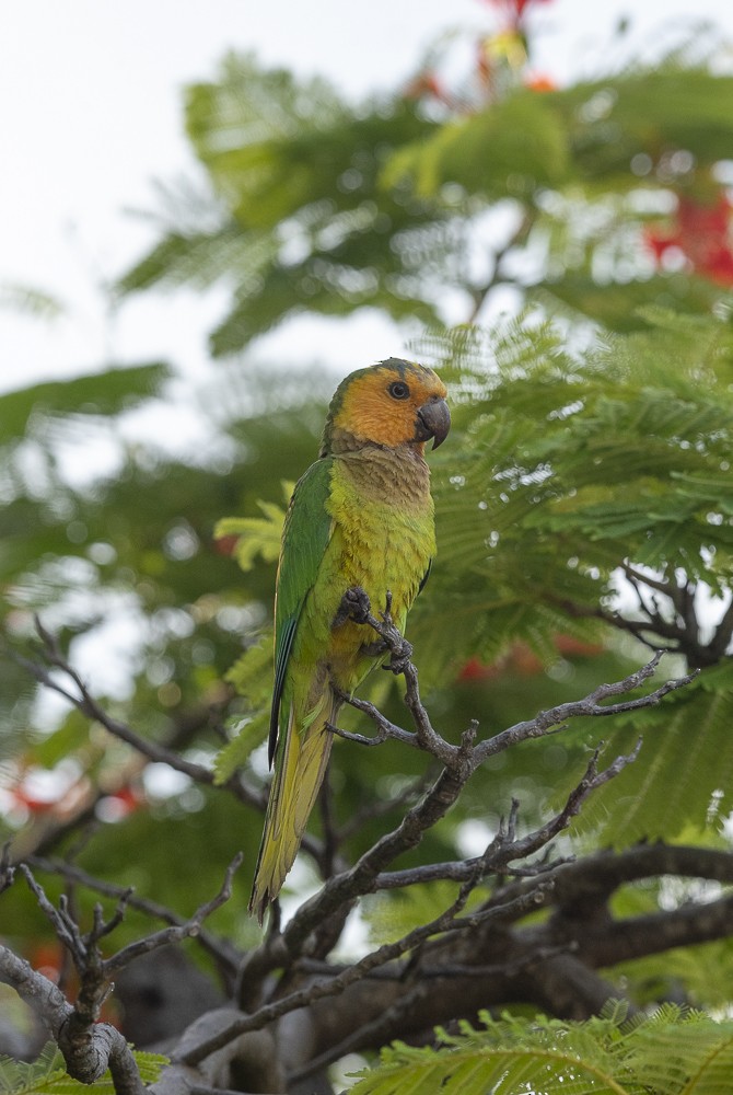 Brown-throated Parakeet - ML642189366