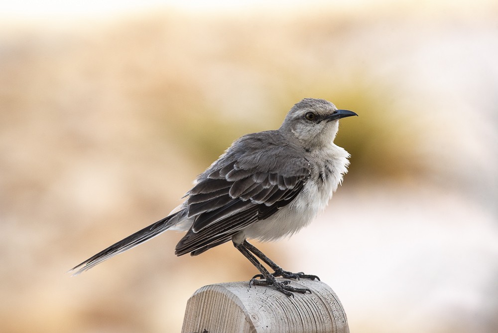 Tropical Mockingbird - ML642189383