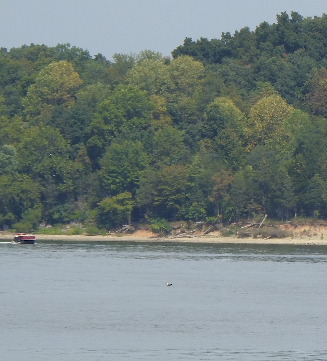 chaluha malá - ML642189387