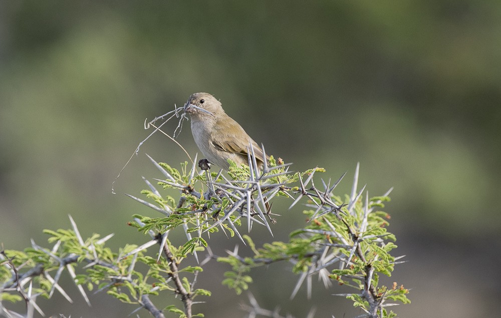Black-faced Grassquit - ML642189390