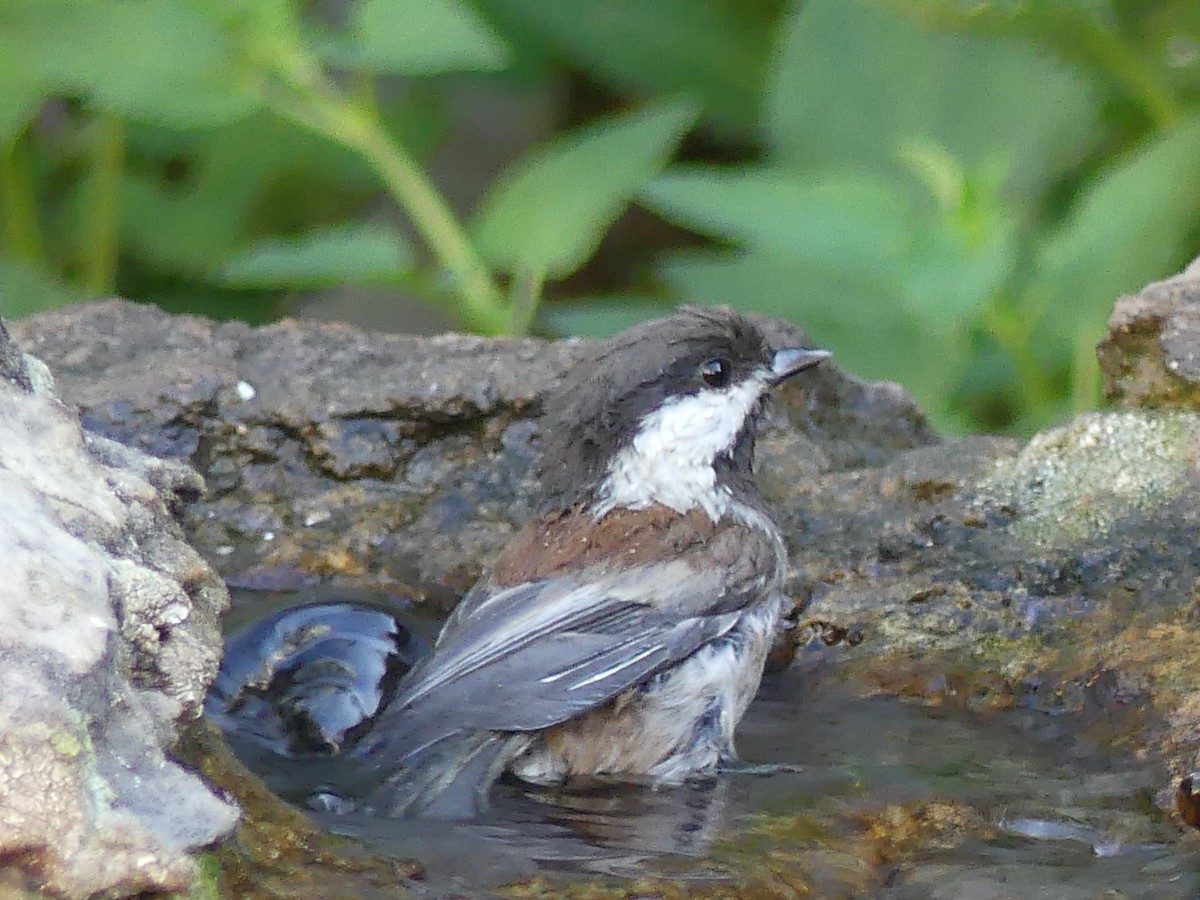Chestnut-backed Chickadee - ML642189440