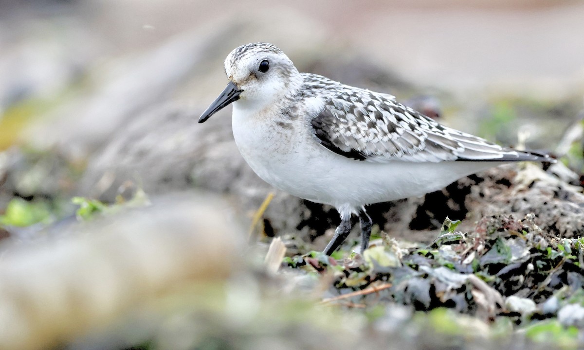 Sanderling - ML642189465