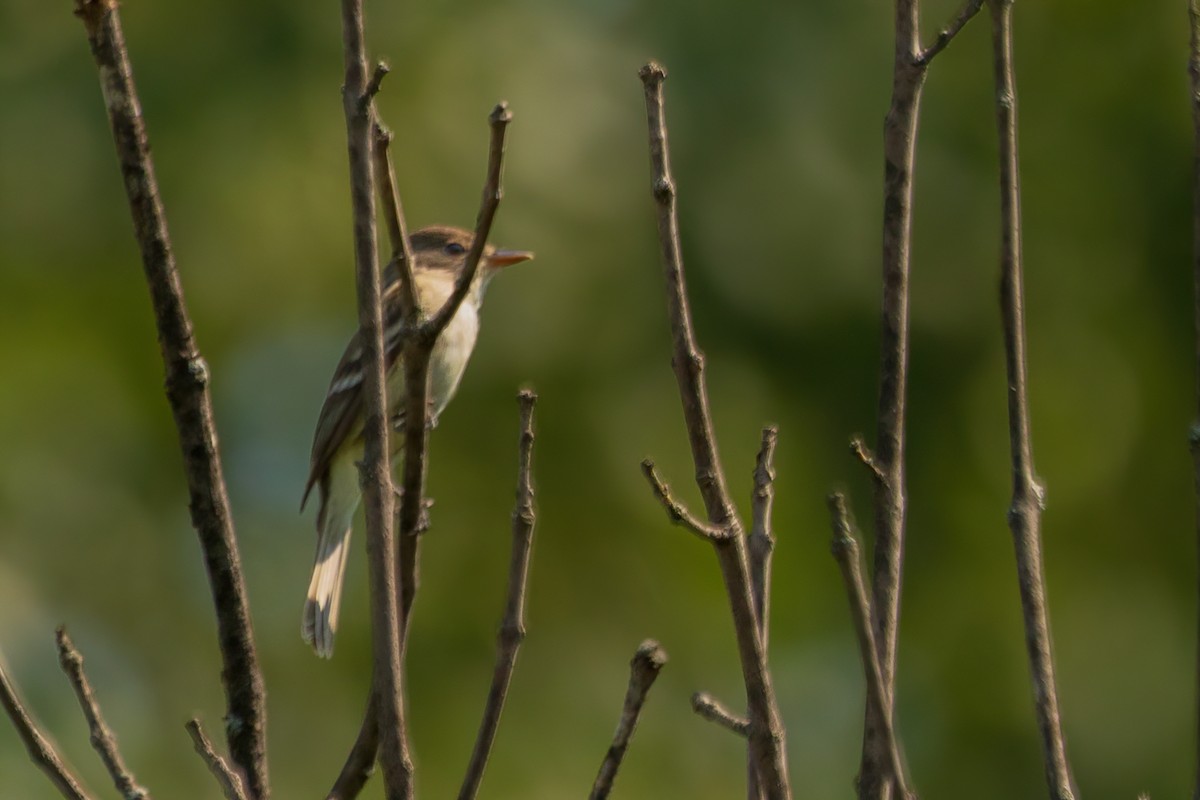 Willow Flycatcher - ML642189473