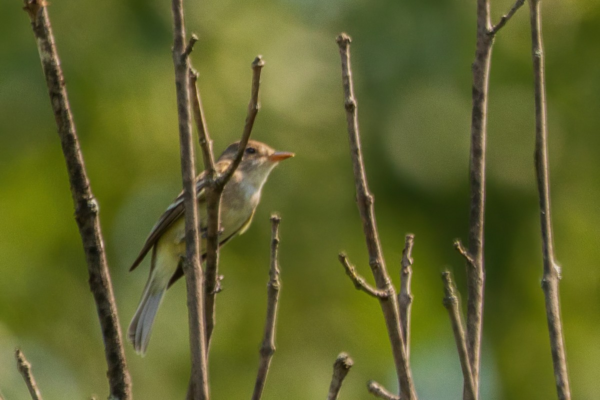 Willow Flycatcher - ML642189474