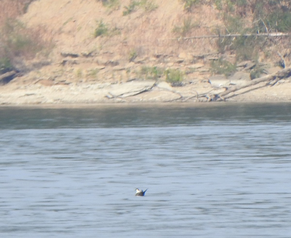 chaluha malá - ML642189507