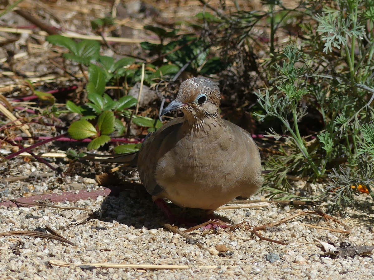 Mourning Dove - ML642189540