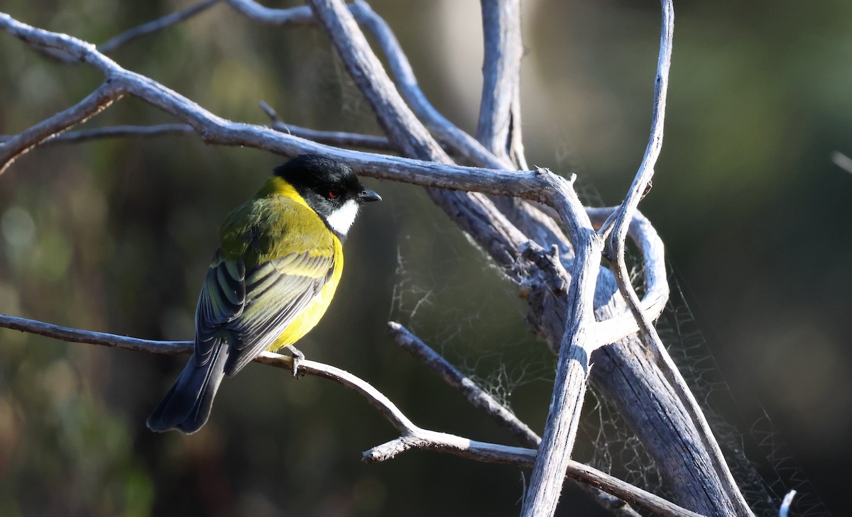 Golden Whistler (Western) - ML642189621