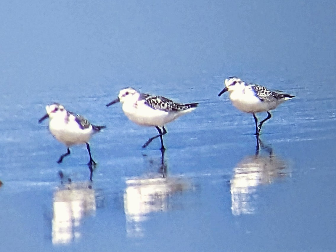Sanderling - ML642189642