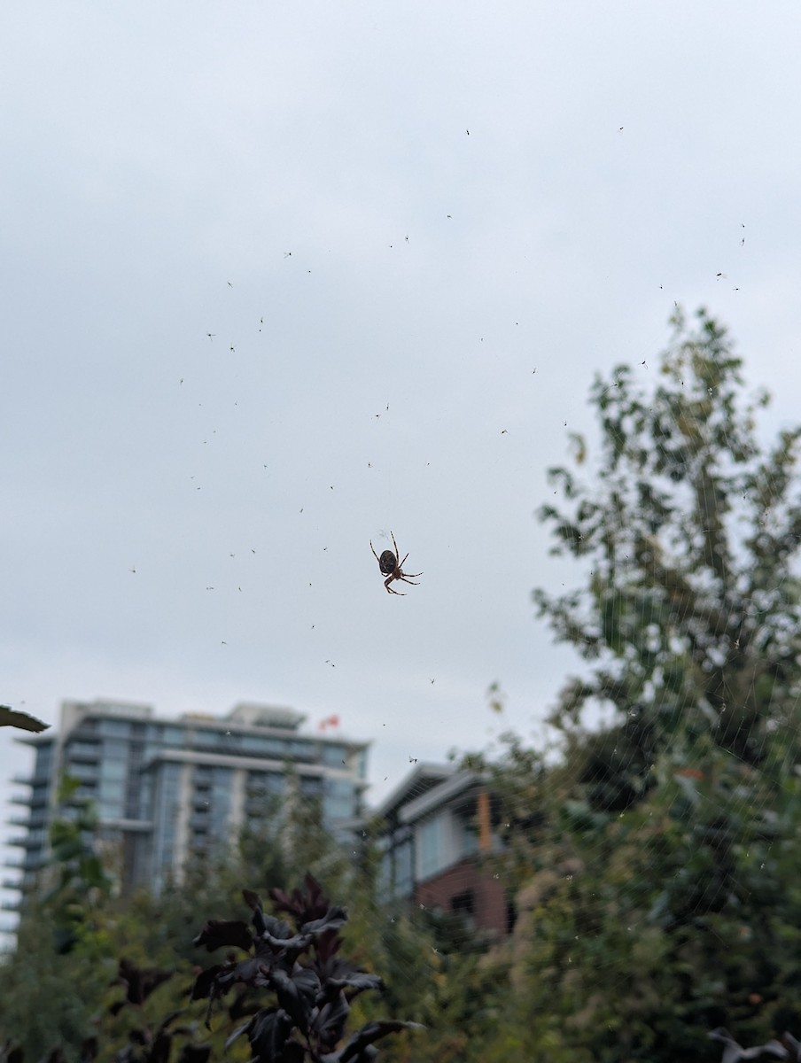 Cross Orbweaver - ML642189649