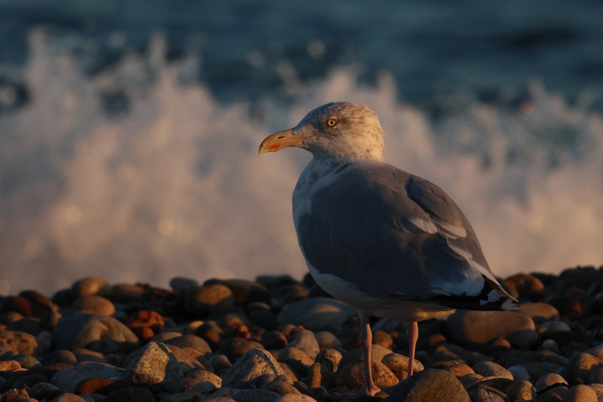 American Herring Gull - ML642189650