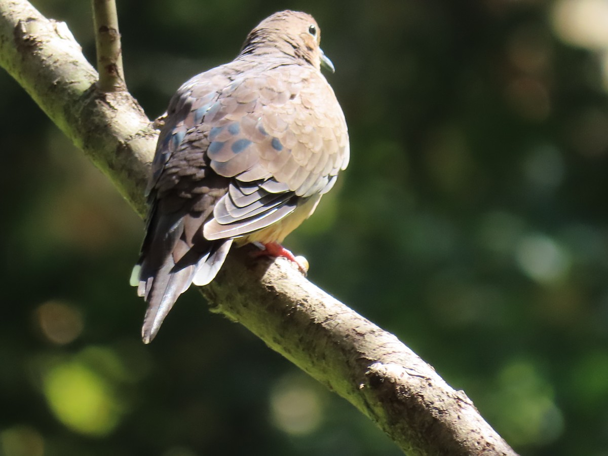 Mourning Dove - ML642189653