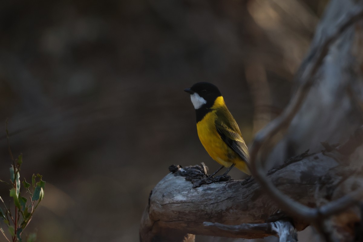 Golden Whistler (Western) - ML642189657