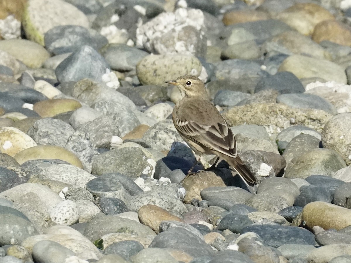 American Pipit - ML642189661