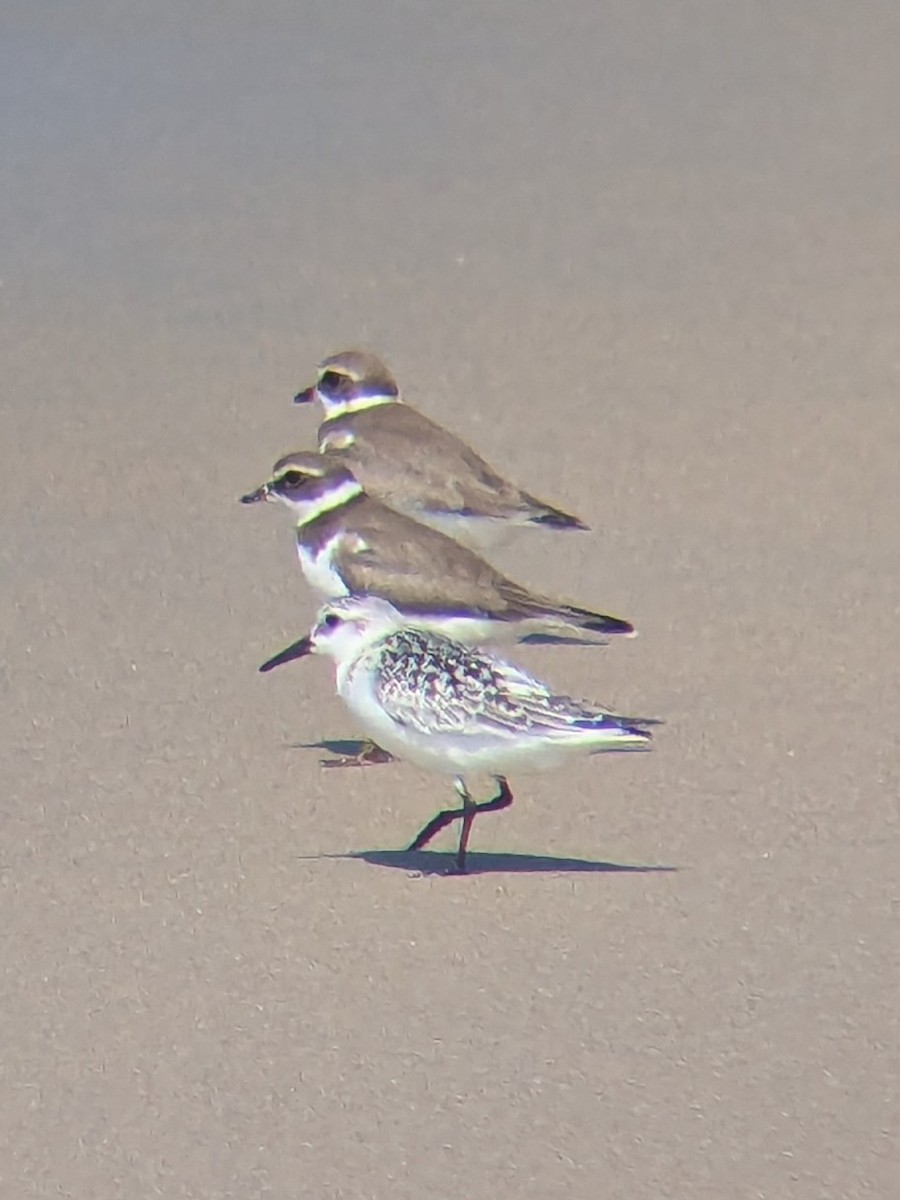 Sanderling - ML642189662