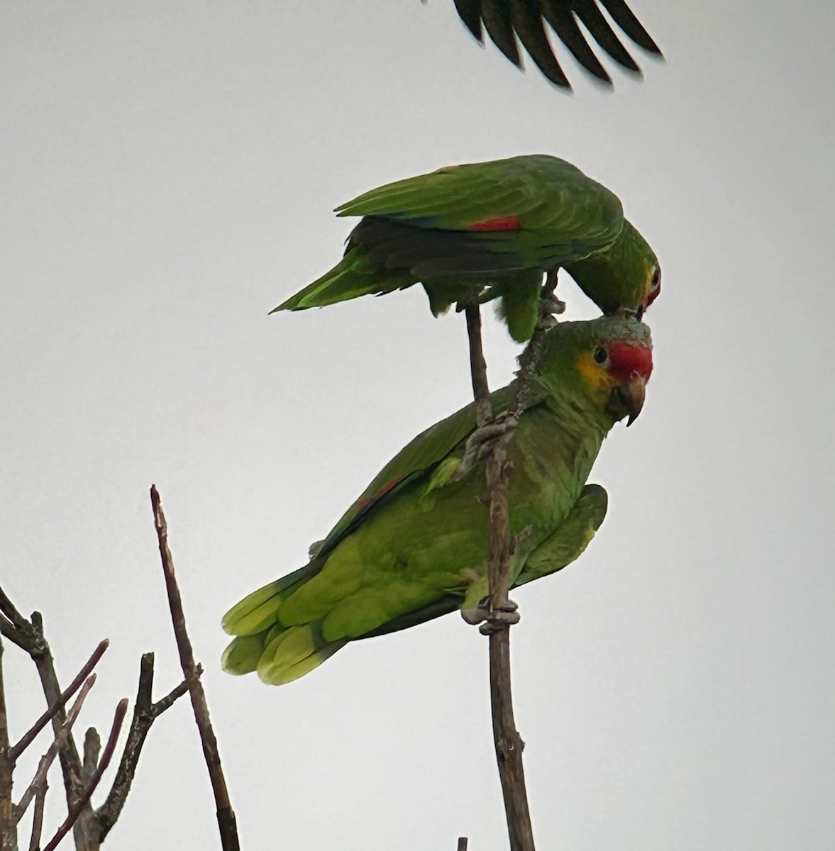 Red-lored Amazon - ML642189673
