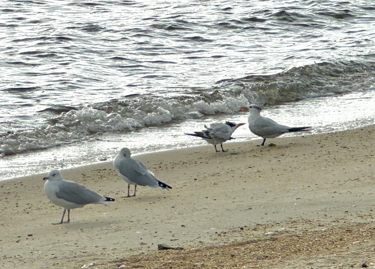 Royal Tern - ML642189682