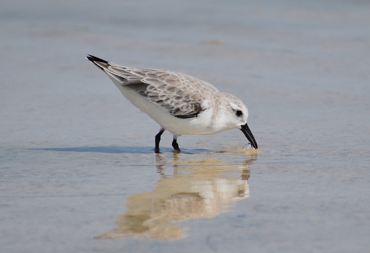 Sanderling - ML642189685
