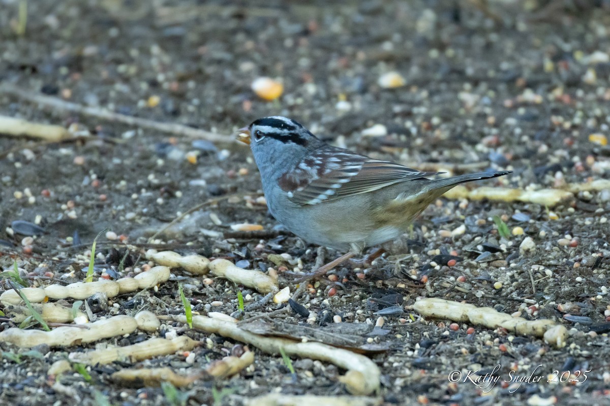 White-crowned Sparrow - ML642189695
